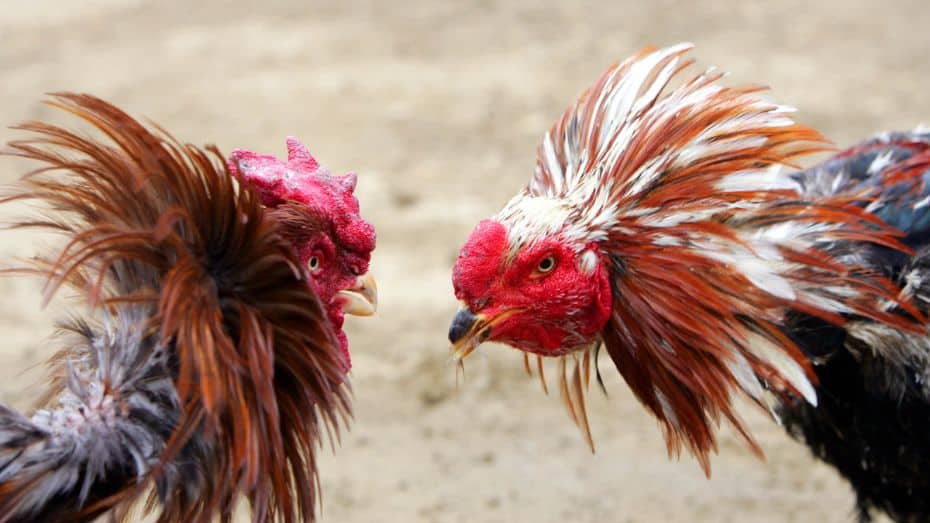 What Makes an Online Cockfighting Match